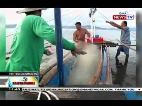 BT: Ilang mangingisda sa Aurora, pumalaot ngayong araw habang wala pang bagyo