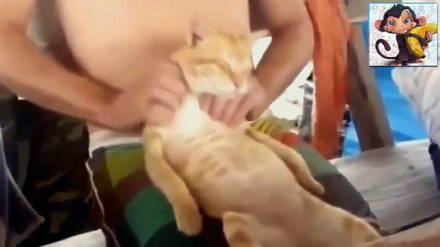 Супер подборка приколов с котами! Ржач!!! № 17