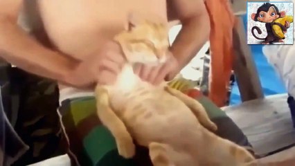 Супер подборка приколов с котами! Ржач!!! № 17