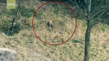 Man attacked by tiger at zoo in Ningbo East China