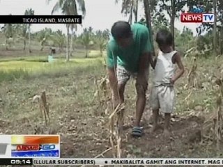 NTG: Ilang palayan at mga pananim sa Ticao Island, Masbate, natutuyo na