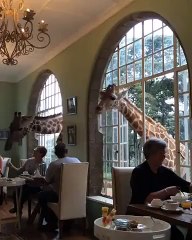 Restoranda Yemek Yiyen İnsanlara Eşlik Eden Zürafalar