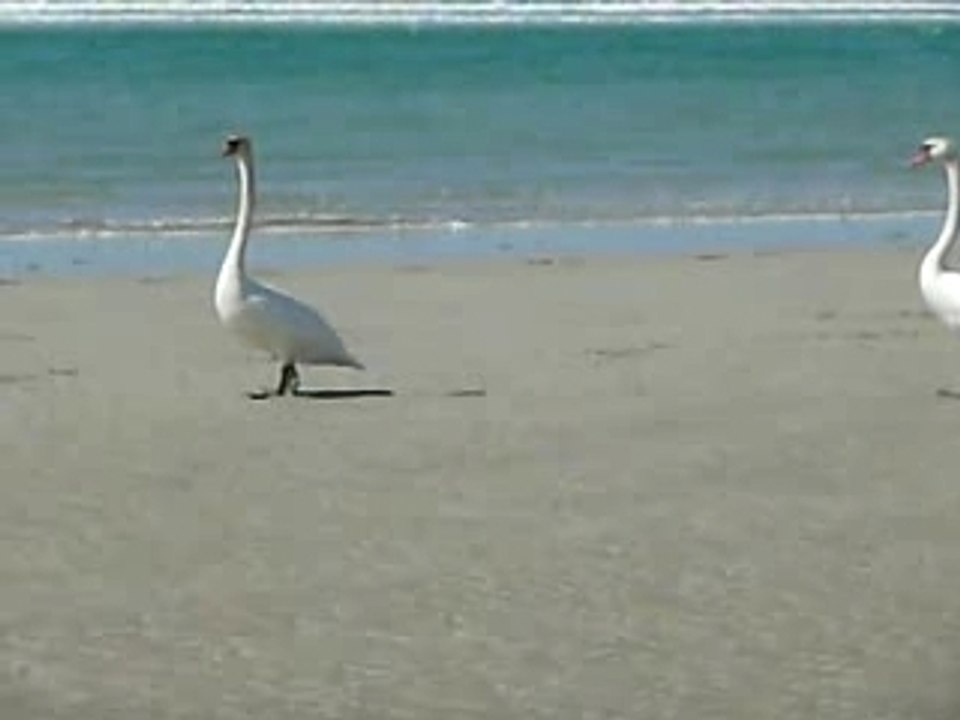 Cygnes sur une plage à Tréguennec