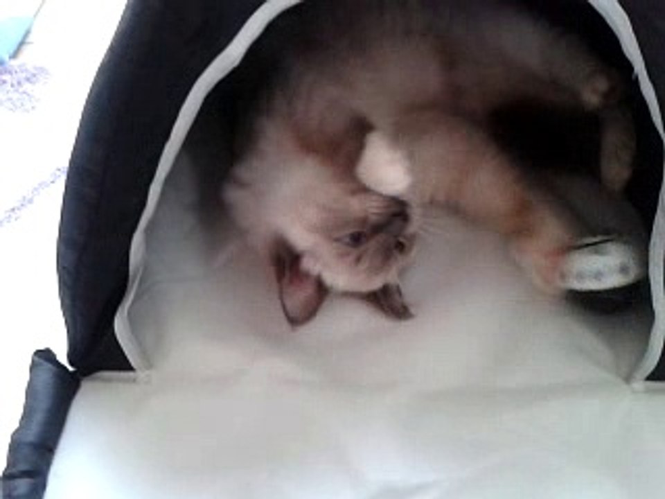 MAIKO, mon petit coeur qui adore jouer dans sa tente, elle est toute belle...