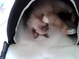 MAIKO, mon petit coeur qui adore jouer dans sa tente, elle est toute belle...