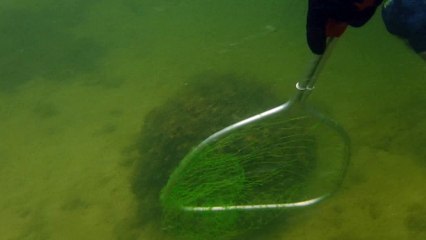 Degs showing us how to catch a bug