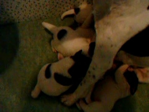 Chiots Fox-terriers à poil lisse de Vénus du Castel des Près