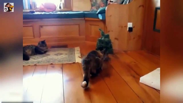 Смешной кошачий коктейль!!! №2