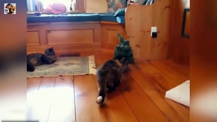 Смешной кошачий коктейль!!!  №2