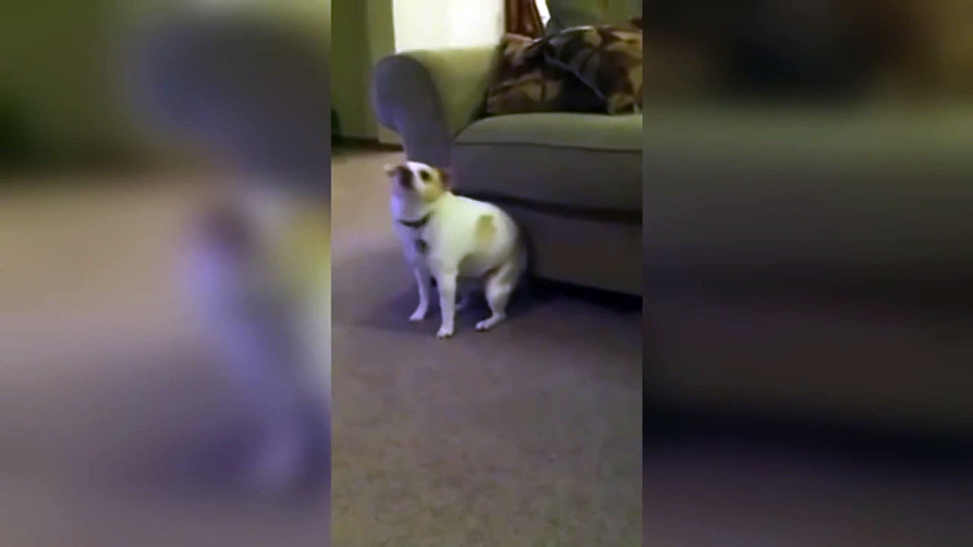 ⁣Собака танцует под рэп / Dog dances to rap music Супер приколы про животных Февраль  2014