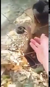 Обезьяна учит человека