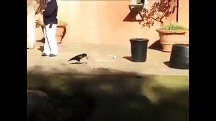 Viral Video- If He Can Then We Can't.?