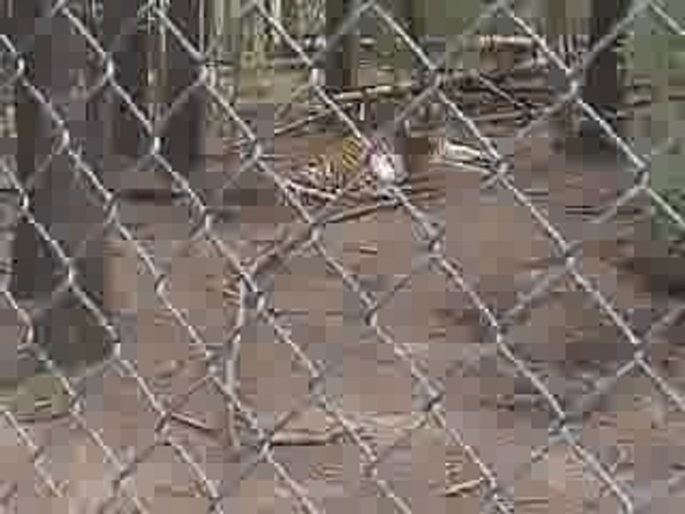 Malin comme un tigre