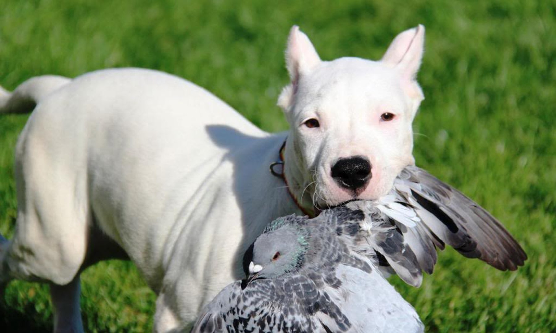 White Hunter Dogo Argentino 119 Doggy Man