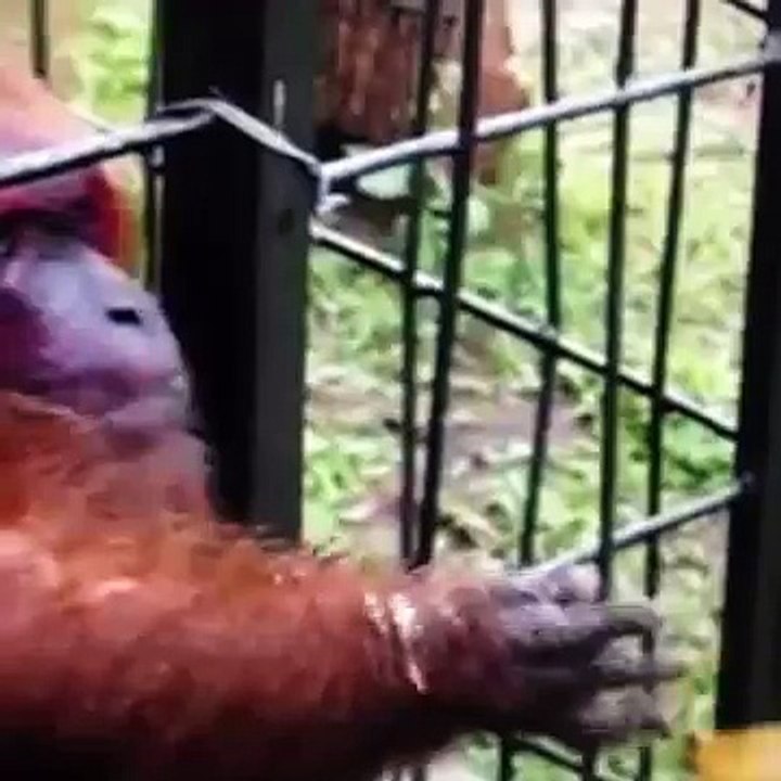 Stop waving your banana in my face (Vine) -
