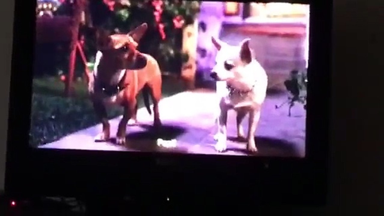 Beverly Hills chihuahuas 2
