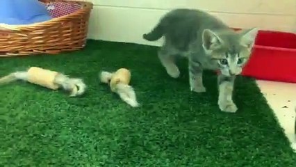 Cat Boarding Townsville