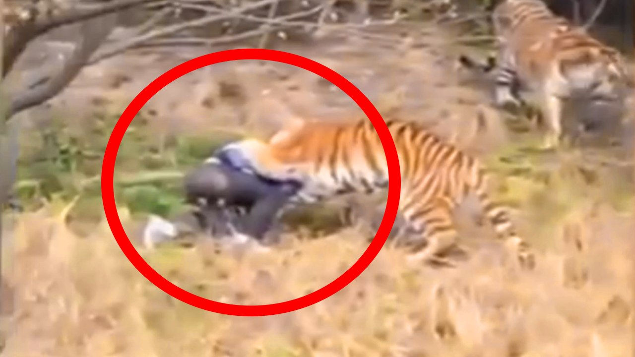 TIGRE MATA HOMEM NA CHINA - VÍDEO