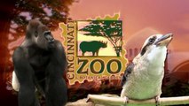 Ocelot Celebrates 1st Birthday with Yummy Cake - Cincinnati Zoo