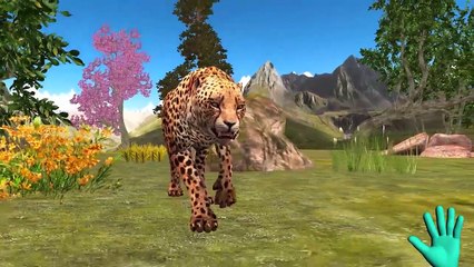 Finger Family Cheetah Family Collection For Children | Family Finger Animal Sounds For Kids