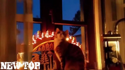 BEST COUB 2017 JANUARY ЛУЧШИЕ ПРИКОЛЫ ПОШЛЫЕ ПРИКОЛЫ Январь 2017