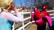 Spiderman & Frozen Elsa Break Up? w/ Pink Spidergirl, Maleficent, Joker, Elsa & Anna Toys