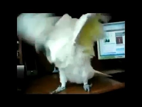 попугай отжигает