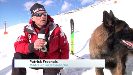 Le ZAP - Les chiens d'avalanche en plein entraînement !
