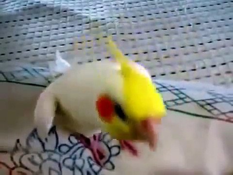 Попугай красиво поет известную мелодию