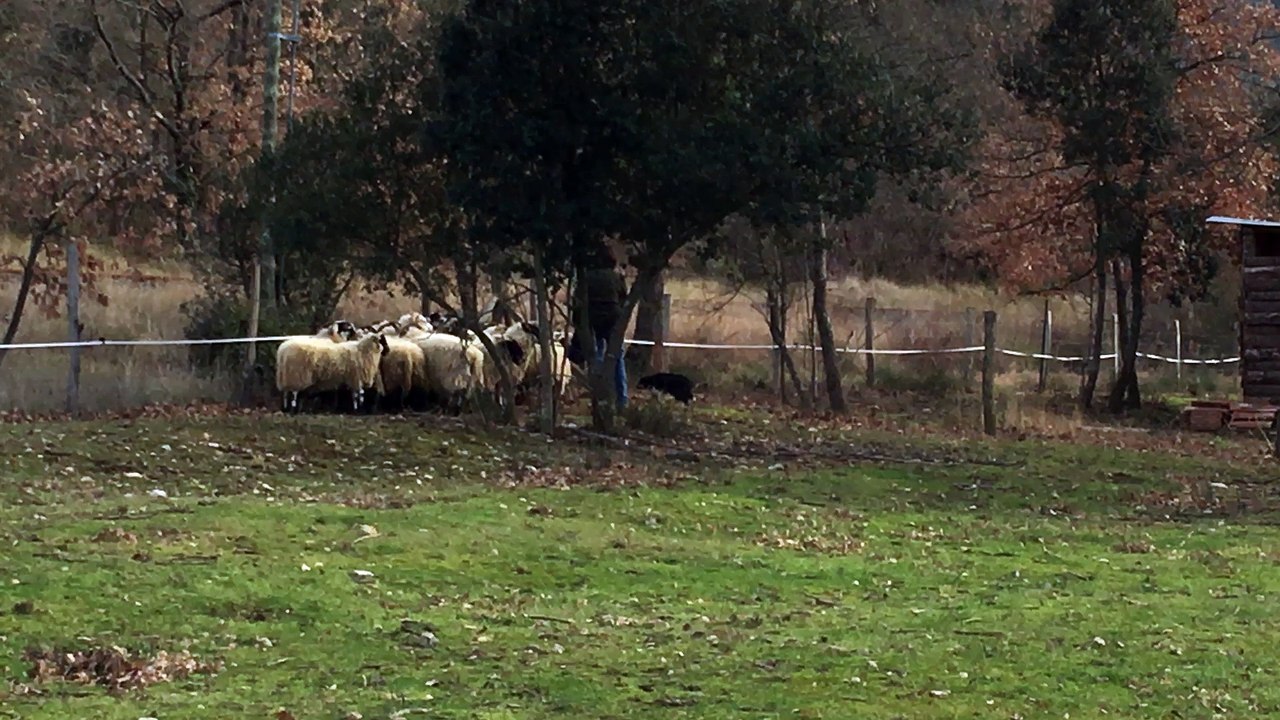 molly 4,5 mois part 2