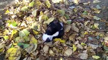 Les chiens saint-bernard sont tellement drole... Compilation