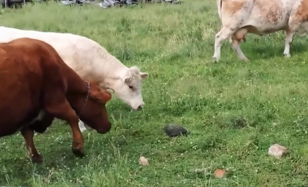 Une tortue fait la misère à un troupeau de vaches.