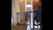 DOG JUMPS OVER GATE FUNNY
