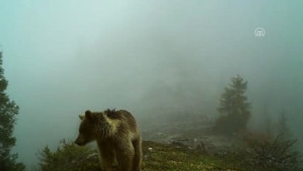 Yaban Hayatından Ilginç Görüntüler Fotokapanda