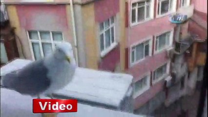 Karnı acıkan martı bunu yaptı