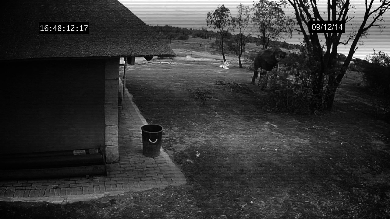 Un éléphant filmé en train de mettre des ordures dans une poubelle