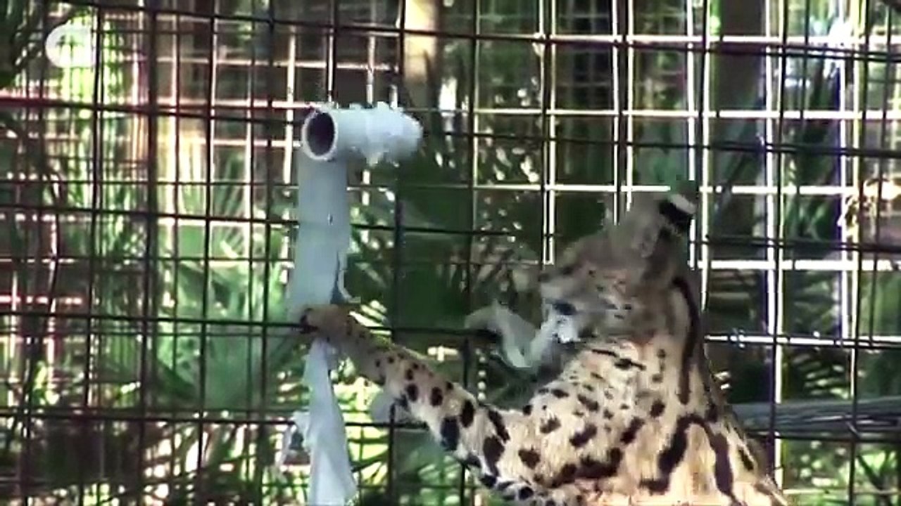 Большие кошки против туалетной бумаги