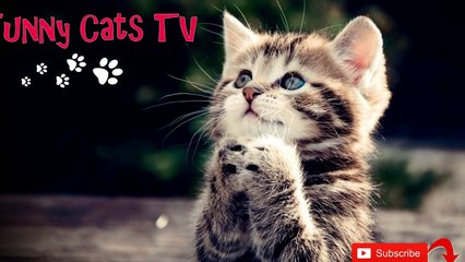 Прикольное видео с кошками! Мото кошка! Смотреть до конца!