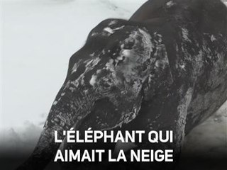 Instant meûgnon : l'éléphanteau découvre la neige