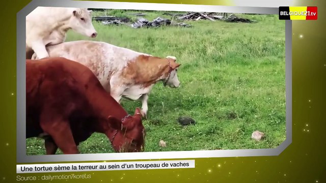 Une tortue sème la terreur au sein d'un troupeau de vaches