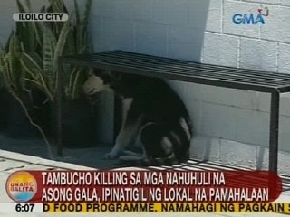 UB: Tambucho killing sa mga nahuhuli na asong gala, ipinatigil ng lokal na pamahalaan