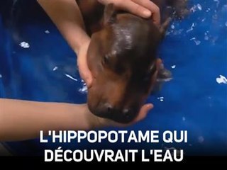 Premier bain pour cet hippopotame trop mignon !