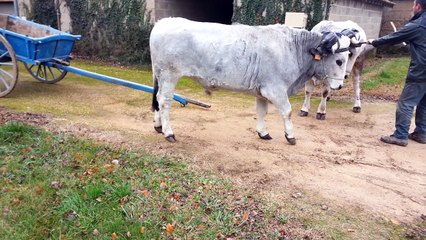 Première mise au timon des boeufs Gascons de  Laurent Janaudy Manziat (01) Décembre 2016