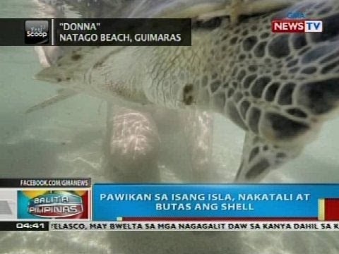 BP: Pawikan sa Guimaras Island, nakatali at butas ang shell