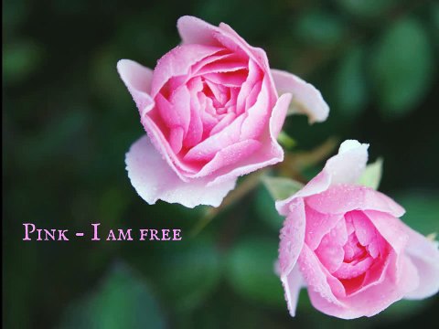 Valentines Day Color Code of Flowers | Dubai Florist