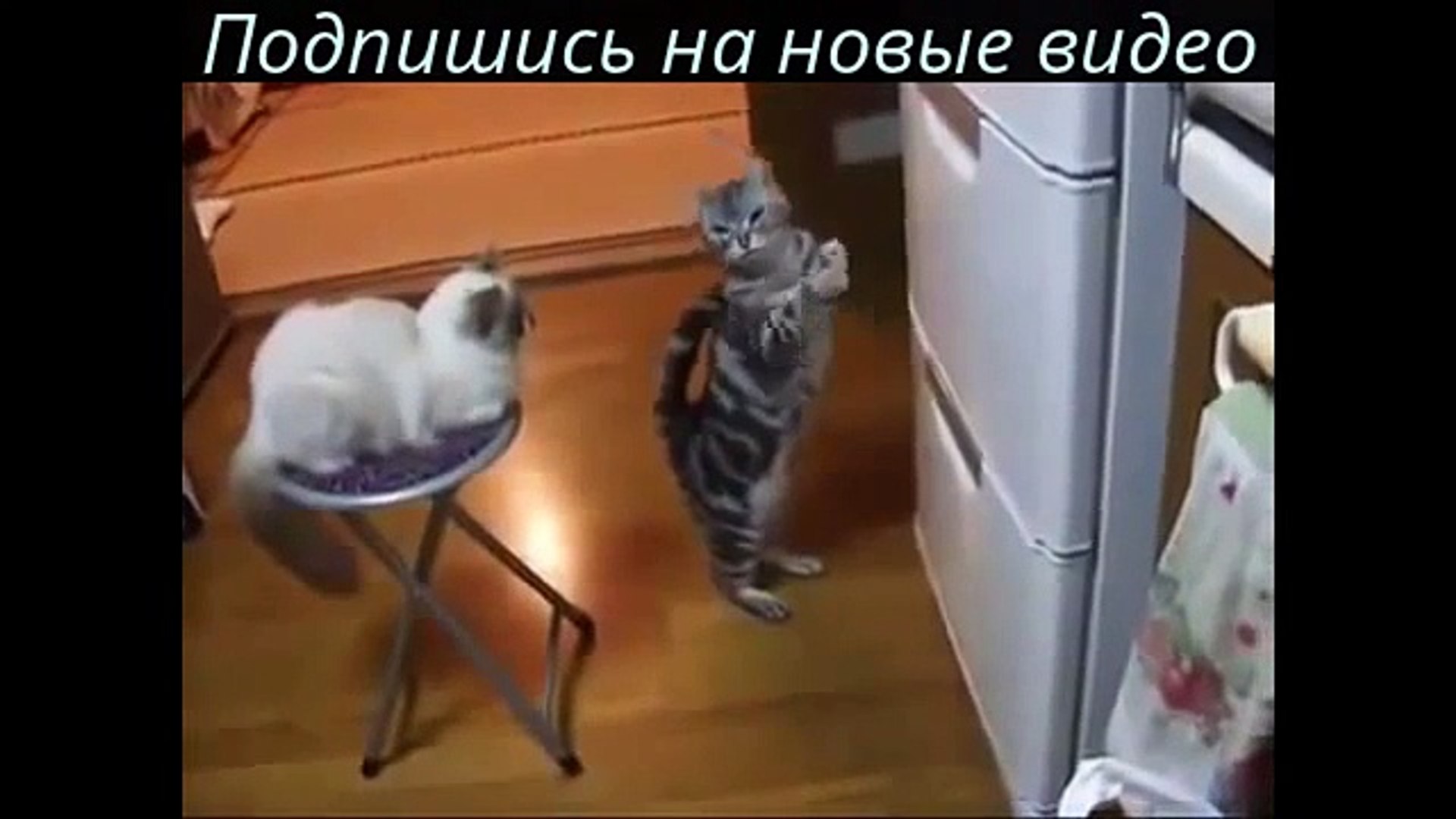 ⁣Кошки Невероятно умный кот  ЖМИ