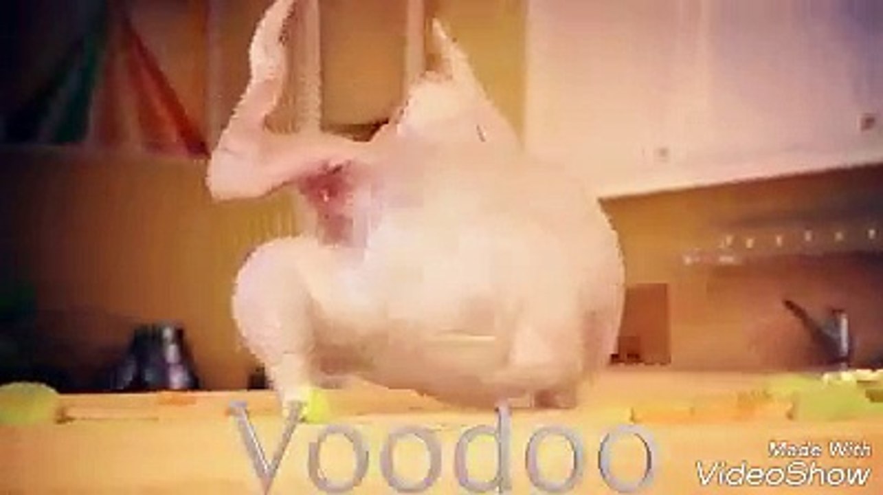 Aqui em casa até o frango DANçA.