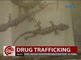 24 Oras: Pati mga tuko, ginamit umano ni Cristina Sergio para magpuslit ng iligal na droga
