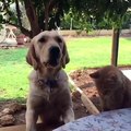 Un chat tente de voler la friandise d'un chien !