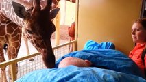 Il a travaillé dans un zoo avec les girafes pendant 25 ans, et vient le moment déchirant des adieux...